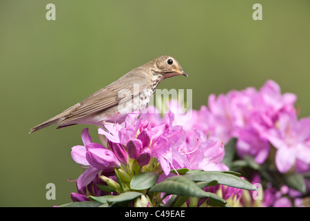 Swainson il tordo si appollaia in fiori di rododendro