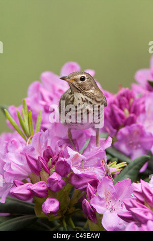 Swainson il tordo si appollaia in fiori di rododendro - Verticale Foto Stock