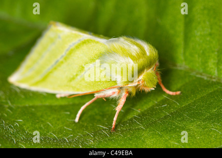 Argento Verde-linee (Pseudoips prasinana) moth in appoggio su una foglia Foto Stock