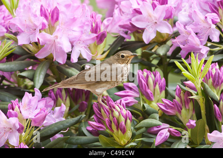 Swainson il tordo si appollaia in fiori di rododendro