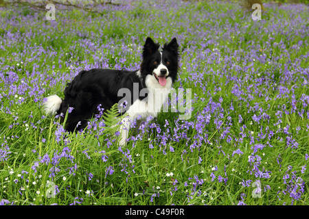 Border Collie in Bluebell Boschi Foto Stock