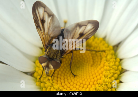 Fly parassita (Tachina fera), Francia Foto Stock