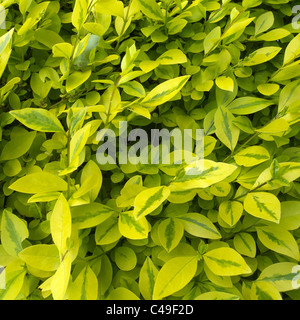 Ligustrum ovalifolium Golden ligustro cultivar 'Aureum' vicino, REGNO UNITO Foto Stock