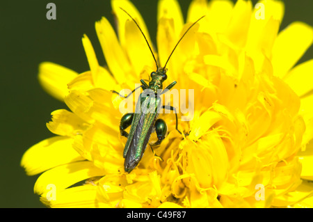 Zampe spesse Flower Beetle (Oedemera nobilis), Francia Foto Stock