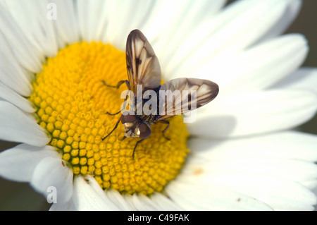 Fly parassita (Tachina fera), Francia Foto Stock