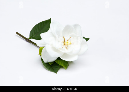 Gardenia Jasminoides su sfondo bianco Foto Stock