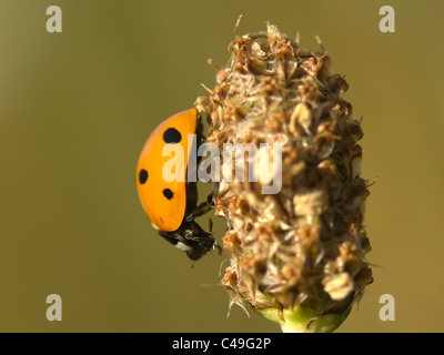 Coccinella Seven-Spot (Coccinella septempunctata), Francia Foto Stock