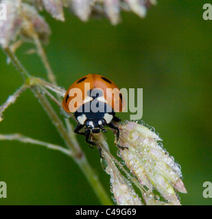 Coccinella Seven-Spot (Coccinella septempunctata), Francia Foto Stock