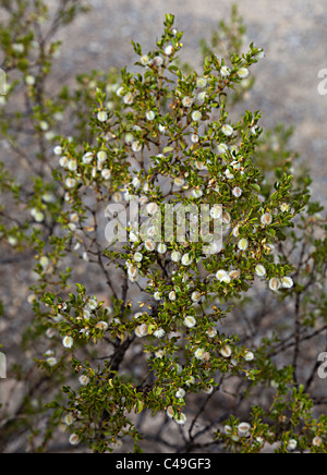 Semi di creosoto bush Larrea purshia Texas USA Foto Stock