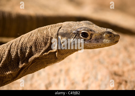 Goanna (Varanus sp), Outback, Territorio del Nord, l'Australia Foto Stock