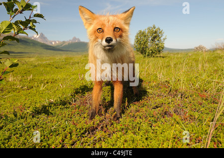 Red Fox pup (Vulpes vulpes vulpes) a Becharof National Wildlife Refuge Alaska Foto Stock