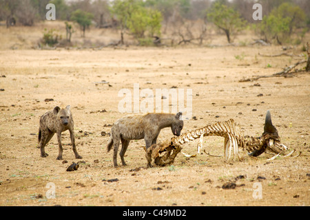 Spotted hyena (Crocuta crocuta) noto anche come ridere iena ad una carcassa di buffalo nel Parco di Kruger area del Sud Africa. Foto Stock