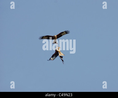 Due Red kites combattimenti in volo Foto Stock