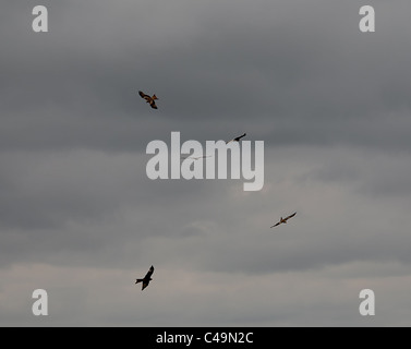 Cinque Red kites in volo Foto Stock