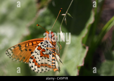 Splendida farfalla posata su un impianto in una tipica posa Foto Stock