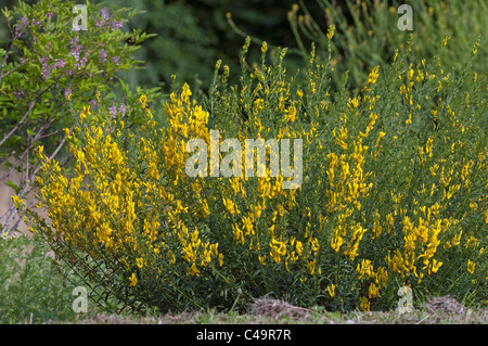 Dyers Ginestra, Tintori Greenweed (Genista tinctoria), fioritura bush. Foto Stock