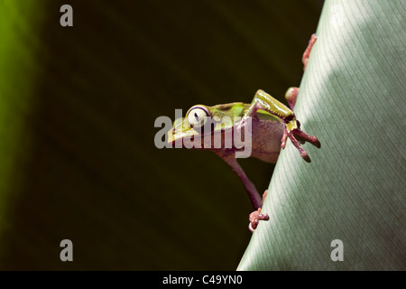 Il Perù, Cruz de Mayo, il Parco Nazionale del Manu, Pantiacolla montagne. White lined rana foglia ( (Phyllomedusa vaillanti ). Foto Stock