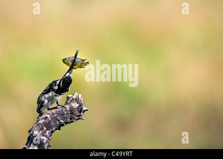 Sud Africa, vicino Rustenburg, Parco Nazionale di Pilanesberg. Mankwe Nascondi. Pied Kingfisher. (Ceryle rudis) con pesce. Foto Stock