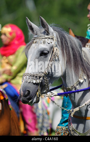 Arabian Horse ritratto Foto Stock