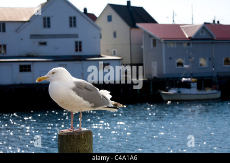 Fotografia di un gabbiano in piedi su un palo in un porto norvegese Foto Stock