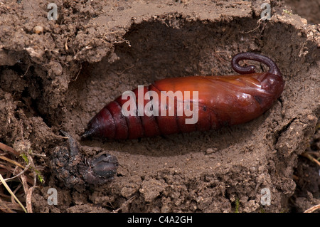 Convolvulus Hawkmoth (Agrius convolvuli). La completamente cresciuti caterpillar forma una camera allentati nel suolo Foto Stock