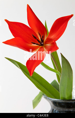 RED TULIP CON OPEN petali e foglie verdi in vaso Foto Stock