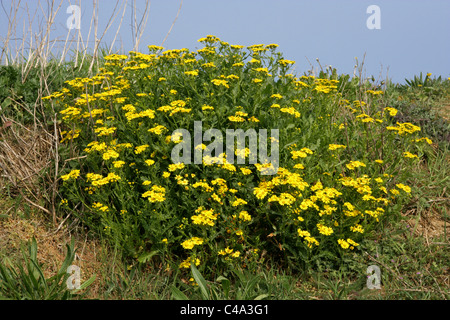 Oxford erba tossica, Senecio squalidus, Asteraceae. Crescente sulla cima di una scogliera, Norfolk Coast, Aprile. Foto Stock