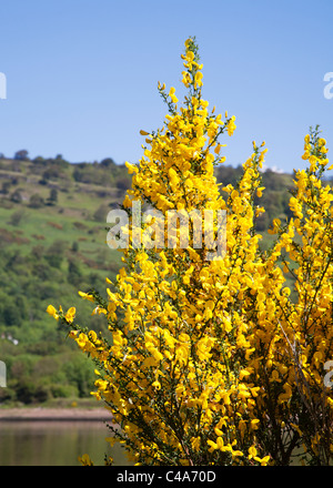 Gorse bush "Ulex Europaeus" in fiore. Foto Stock