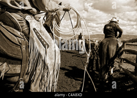 Cowboy a cavallo con la corda, Ranch Sombrero, Colorado Foto Stock