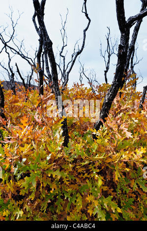 Autunno o i colori dell'Autunno La Sal Mountain Road vicino a Moab Utah USA gli alberi morti e rami mostrano evidenza di un recente incendio di boschi Foto Stock