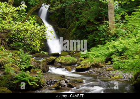 Dolgoch Falls (Rhaeadr Dolgoch) e Nant Dolgoch burrone nel Parco Nazionale di Snowdonia vicino Tywyn, Gwynedd, Galles Foto Stock