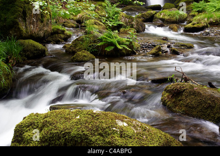 Dolgoch Falls (Rhaeadr Dolgoch) e Nant Dolgoch burrone nel Parco Nazionale di Snowdonia vicino Tywyn, Gwynedd, Galles Foto Stock