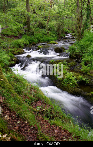 Al di sopra del flusso Dolgoch Falls (Rhaeadr Dolgoch) e Nant Dolgoch burrone nel Parco Nazionale di Snowdonia , Tywyn, Gwynedd, Galles Foto Stock