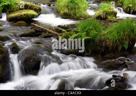 Al di sopra del flusso Dolgoch Falls (Rhaeadr Dolgoch) e Nant Dolgoch burrone nel Parco Nazionale di Snowdonia, Tywyn, Gwynedd, Galles Foto Stock