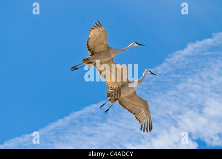 Maggiore sandhill gru in volo Foto Stock