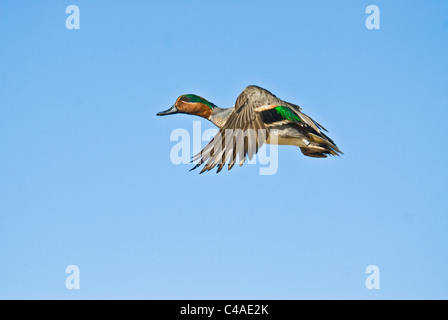 Drake verde-winged teal (Anas carolinensis) in volo a Bosque del Apache National Wildlife Refuge New Mexico Foto Stock