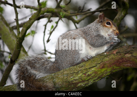 Uno scoiattolo grigio sat appollaiato su un ramo di albero di mangiare i dadi nelle sue mani ad artiglio. Foto Stock