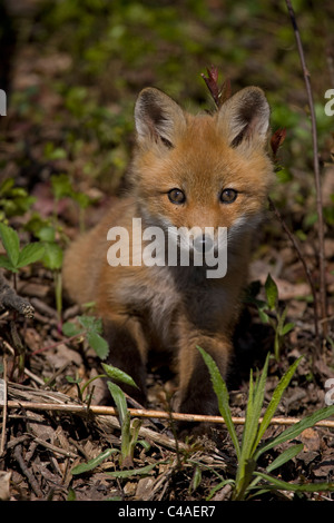 Red Fox cuccioli (Vulpes vulpes vulpes) - Ex Vulpes fulva - New York - USA - Foto Stock