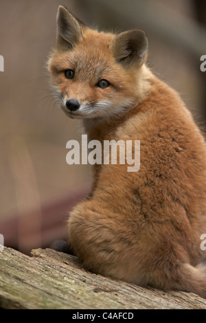 Red Fox cuccioli (Vulpes vulpes vulpes) - Ex Vulpes fulva - New York - USA - Foto Stock