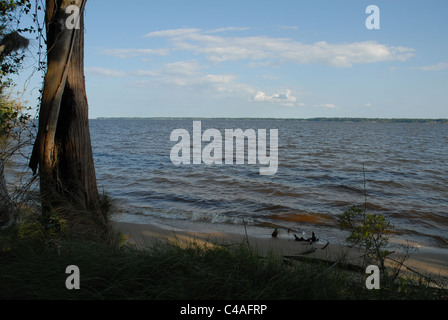 La spiaggia lungo il fiume Pamlico in Goose Creek State Park. Foto Stock