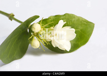 Primo piano su sfondo bianco del fiore di Jasmine arabo Foto Stock