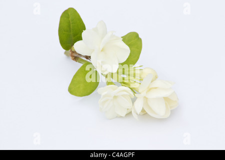 Primo piano su sfondo bianco del fiore di Jasmine arabo Foto Stock