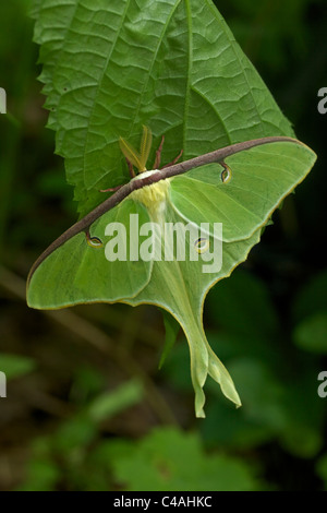Luna Moth (Actias luna) - appena emerse adulti - New York - USA - Famiglia Saturnidae - uno dei più bei falene Foto Stock