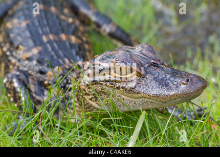 Un bambino North American alligator nell'erba. Foto Stock