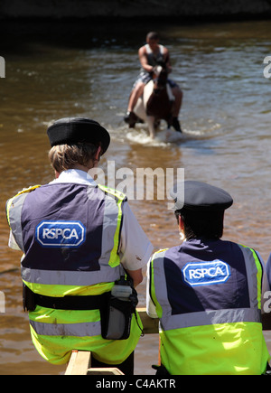 La RSPCA monitoraggio di eventi a Appleby Horse Fair, Appleby-In-Westmorland, Cumbria, England, Regno Unito Foto Stock