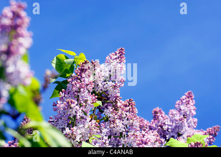 Bellissimi fiori lilla contrastata dal cielo blu Foto Stock