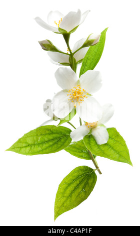 Fiori di gelsomino isolato su uno sfondo bianco. Foto Stock