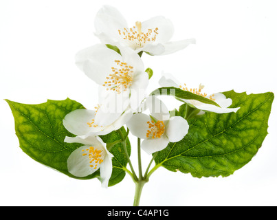 Fiori di gelsomino isolato su uno sfondo bianco. Foto Stock