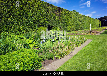Famoso 8 metro di altezza e oltre cento anni beech hedge nel Royal Botanic Garden Edinburgh Scozia Scotland Foto Stock