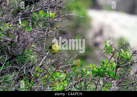 Brimstone Canary o bullo delle Canarie, Serinus sulfuratus, . Il suo becco è macchiato da mangiare i frutti di bosco. Foto Stock